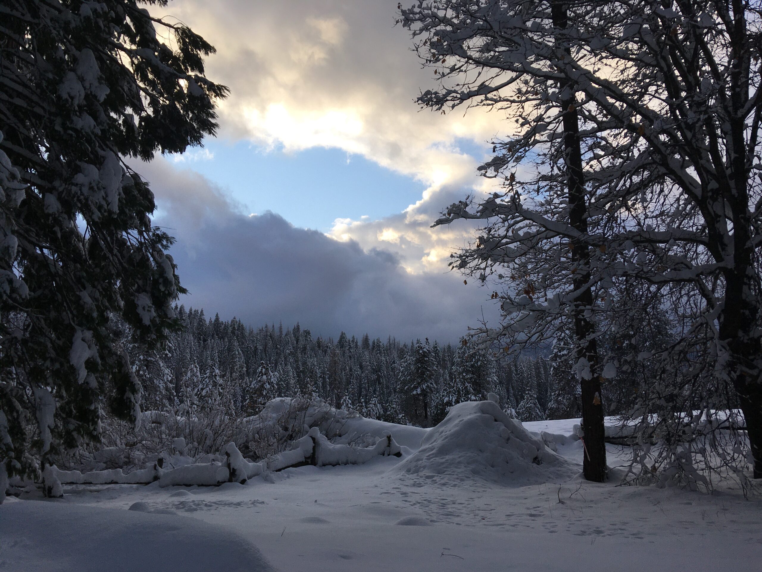 snow on the ground, two large trees on the right and left side of the image with more trees and a partly cloudy sky in the background. The sun is illuminating the edges of the clouds