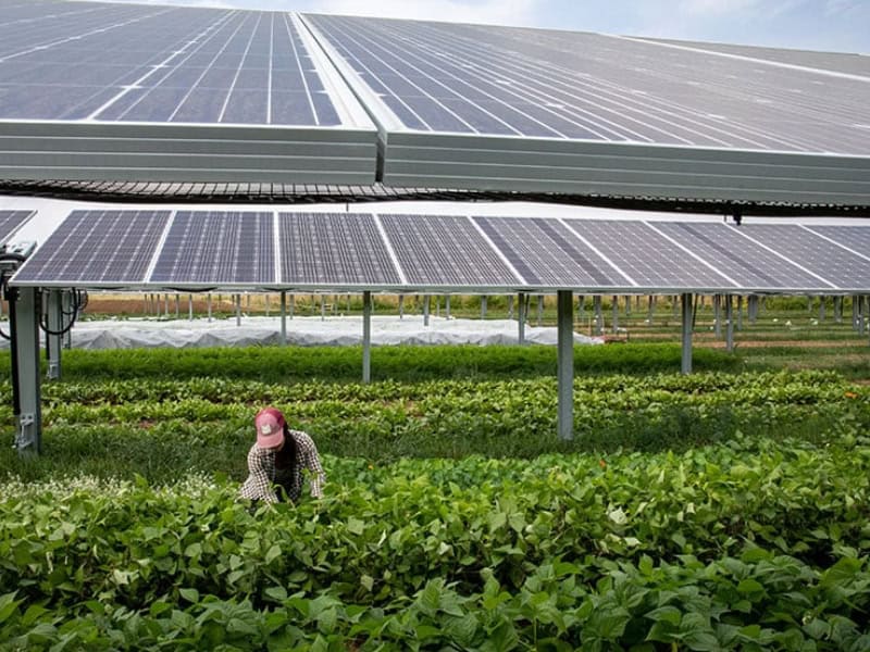solar panels providing partial shade for farm crops, a person visible in the lower center of the picture